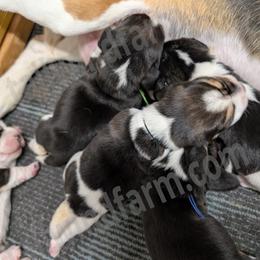 Black - Black tan and white female Beagle puppy in Vallejo, California from Tailwindfarm