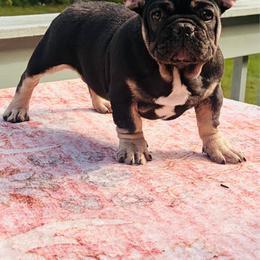 French Bulldog puppies from Velvet Fluffy Pups