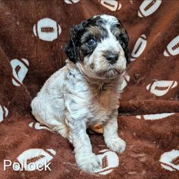 Pollock - Black and white male Cockapoo puppy in Sunset, Louisiana from Cano Cockapoos