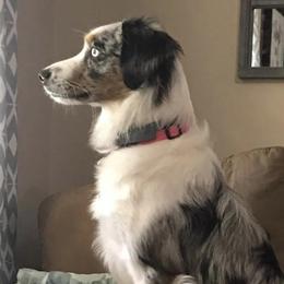 Massa - Aussiedoodle