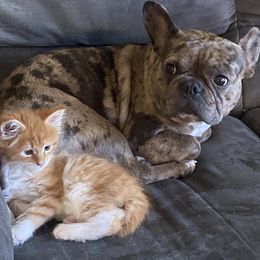 Penny - French Bulldog