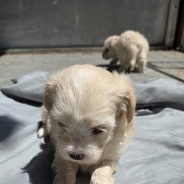 Girl 1 (runt) - Cream female Maltipoo puppy in Brooksville, Florida from DeVall Maltipoos