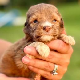 Hershey - Red tri-color male Aussiedoodle puppy in Eastman, Georgia from Dood B Ranch