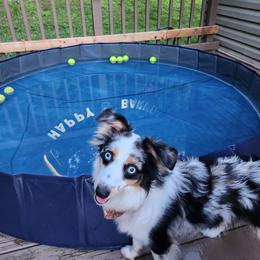 Miniature American Shepherd and Toy Australian Shepherd All Grown Up from Riverstone Aussies