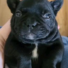 French Bulldogs from Luv Our Adorable Frenchies