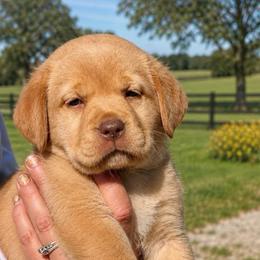 Glory - Fox red female Dilute Retriever puppy in Baldwin City, Kansas from Hedge Lane Labradors