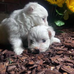 Lill - White female Maltese puppy in Harahan, Louisiana from Babes Little Babies
