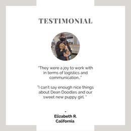 Goldendoodle Puppies from Dean Doodles