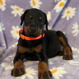 Orange Collar - Black and rust male Doberman Pinscher puppy in Lake City, Florida from Paintedcrazy Doberman Pinchers