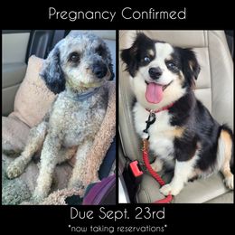 Aussiedoodle puppies from Cotton Country Kennels