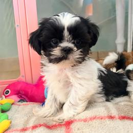 Richie - Black and white male Shih Tzu puppy in Hemet, California from Aloha Shih Tzu