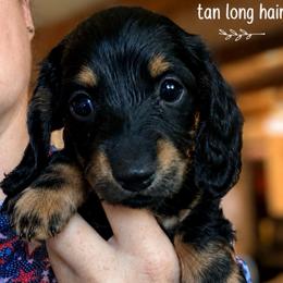 Monica - Black and tan female Dachshund puppy in South Fulton, Tennessee from Stiles' Heartfyre Dachshunds