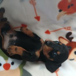 Dachshund Puppies from Dachshund Darlins