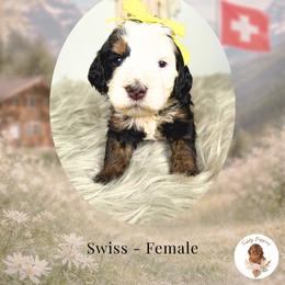 Swiss - Tri-color female Bernedoodle puppy in Canton, Georgia from Teddy Puppies