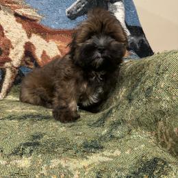 Boy 1 - Grizzle male Lhasa Apso puppy in Ridgeville, South Carolina from Ponderosa Lhasa Apso Ranch