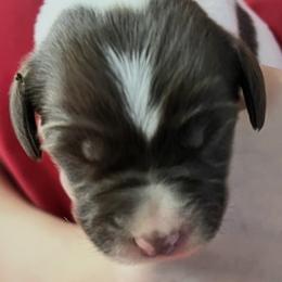 Krystal girl 1 - White and liver female Brittany puppy in Floyd Knobs, Indiana from Cross Creek Brittanys