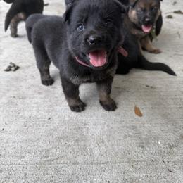 Black and Tan Girl - Black and tan female German Shepherd puppy in Jacksonville, Florida from El Dorado