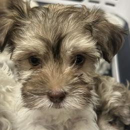 Lucy - Chocolate brindle female Havanese puppy in Summerville, South Carolina from Sweet Tea Havanese