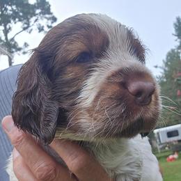 Colt - Liver white and tan male English Springer Spaniel puppy in Hephzibah, Georgia from Sidel's Springers