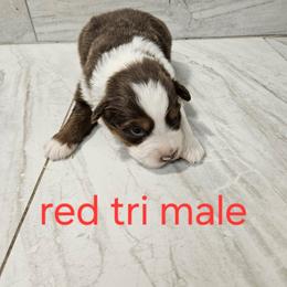 Mya m1 - Red tri-color male Australian Shepherd puppy in Arbela, Missouri from County Line Aussies