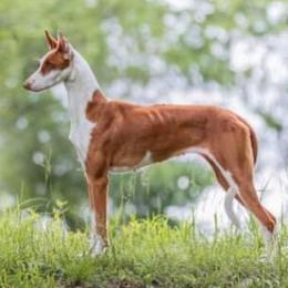Mary Jane - Ibizan Hound