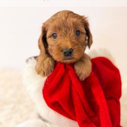 Beth - Red  female Goldendoodle puppy in Melba, Idaho from KZ Doodles