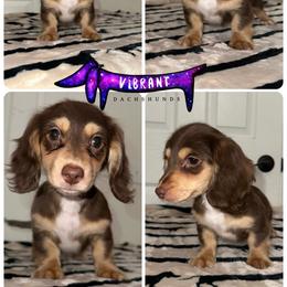 Pink collar - Chocolate and cream female Dachshund puppy in Turlock, California from Vibrant Dachshunds