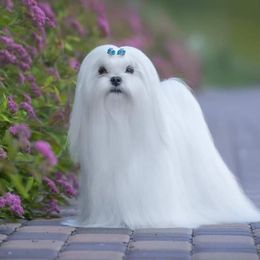 Leopold Snow Angel - Maltese