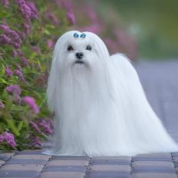 Leopold Snow Angel - Maltese
