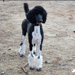 Rozie - Poodle