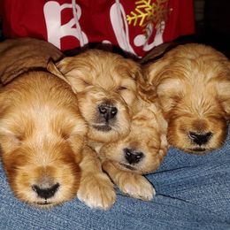 Goldendoodle Puppies from Rocks & Roses Doodles