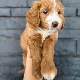Timmy - Red  male Goldendoodle puppy in Phoenix, Arizona from Doodles of the Desert
