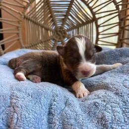 Henry - Red tri-color male Australian Shepherd puppy in Grants Pass, Oregon from Carmel Mountain Aussies