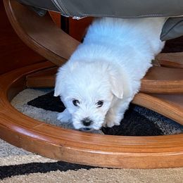 Girl 2 - Coton de Tulear puppy from Gidget Cotons - ACC