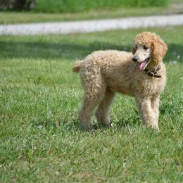 Poodle Puppies from Country Pups Poodles