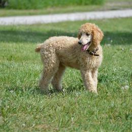 Poodle Puppies from Country Pups Poodles