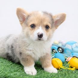 Liberty - Blue merle and white male American Corgi puppy in Missouri from Country Legends Aussies & Corgis