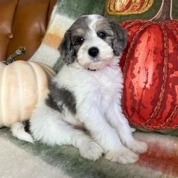 Pink collar female - Merle female Goldendoodle puppy in Ottawa, Ohio from Simply Beautiful Goldendoodles