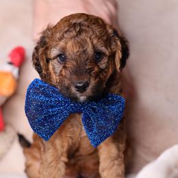 Cruz - Sable male Goldendoodle puppy in Forney, Texas from Diamond Doodle Pups and Poodles