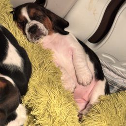 Charlee - Basset Hound