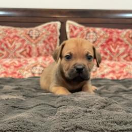 Buford - Fawn male Cane Corso puppy in San Isidro, Texas from MTZCC Ranch, LLC