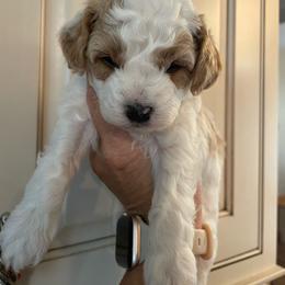 Girl 2 - Cream female Cavapoo puppy in Mc Connellsburg, Pennsylvania from Mumma’s Standard Poodles