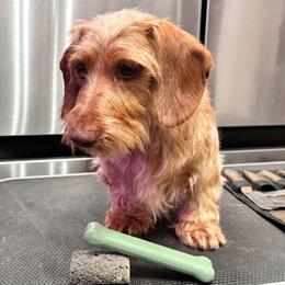 Dorothy - Dachshund