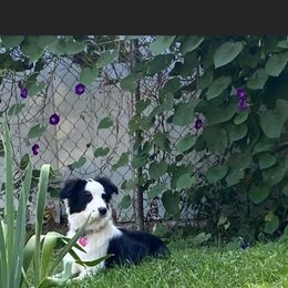 Australian Shepherd All Grown Up from Twin Lakes Ridge Farm