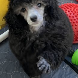 Silver Female - Silver female Poodle puppy in Jonesborough, Tennessee from Erisse Poodles