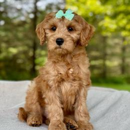 Mint - Red  female Goldendoodle puppy in Hesperia, Michigan from Red Acres Poodles & Doodles