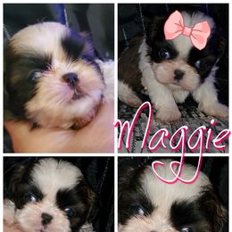 Shih Tzu Puppies from Cutie Pie Shih Tzu