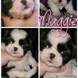 Shih Tzu Puppies from Cutie Pie Shih Tzu