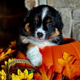 Miniature Australian Shepherd and Toy Australian Shepherd Puppies from Popparosa Toy & Mini Aussies