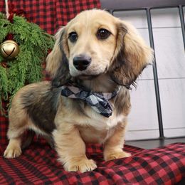 Cooper - Cream male Dachshund puppy in Wakarusa, Indiana from PuppyLove Dachshunds